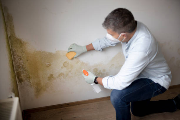 Best Basement Mold Removal  in Crothersville, IN